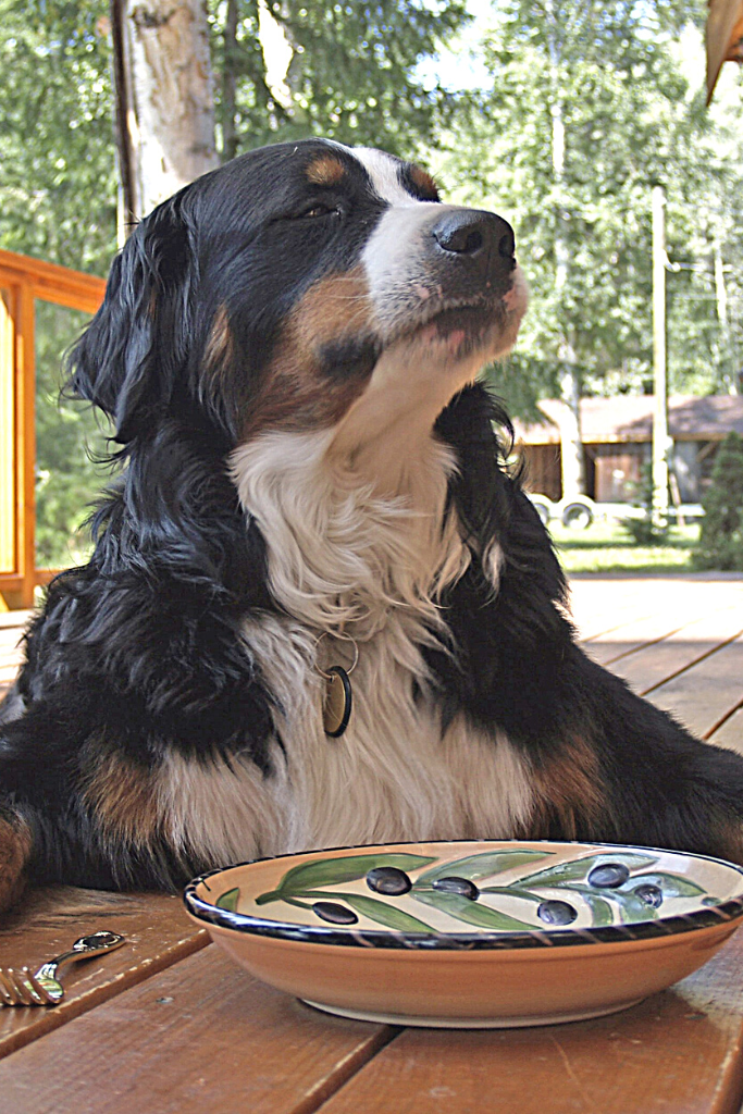 Read more about the article Dog Food Types and Feeding Methods: Pros and Cons