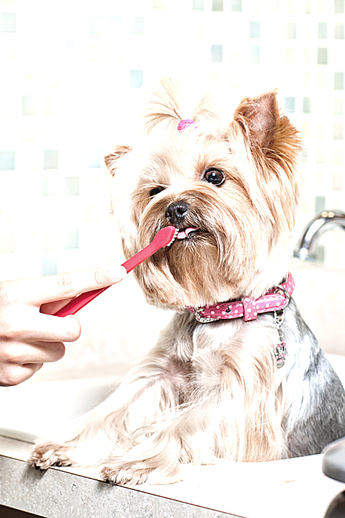 dog tooth brushing