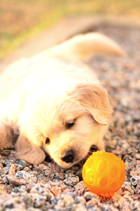 Read more about the article 10 Essential Items Every New Dog Owner Needs