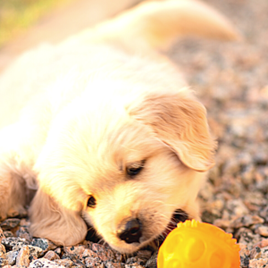 10 Essential Items Every New Dog Owner Needs