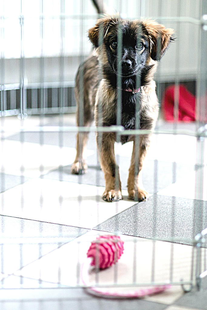 CRATE TRAINING