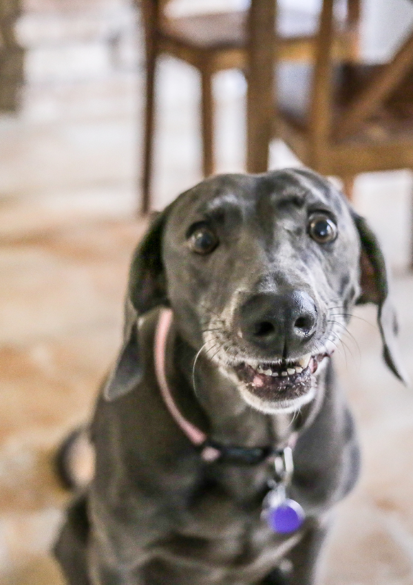 dog safety during fireworks