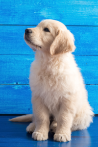 Read more about the article Woof! How to Introduce a New Dog to Other Pets