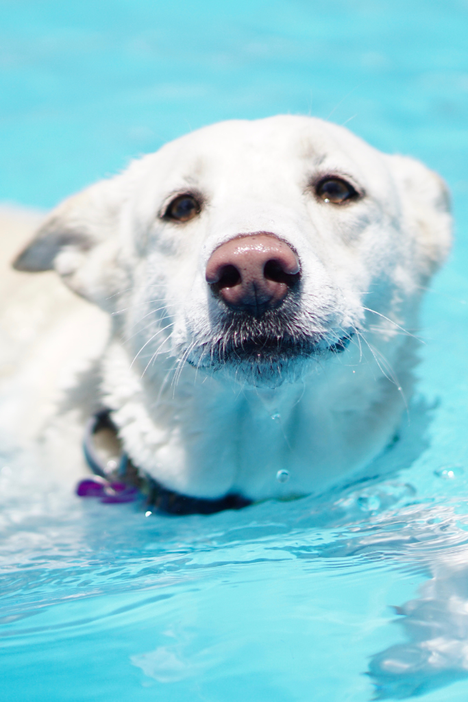 Keeping Your Dog Cool