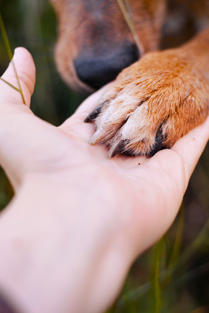 why do dogs put their paws on you