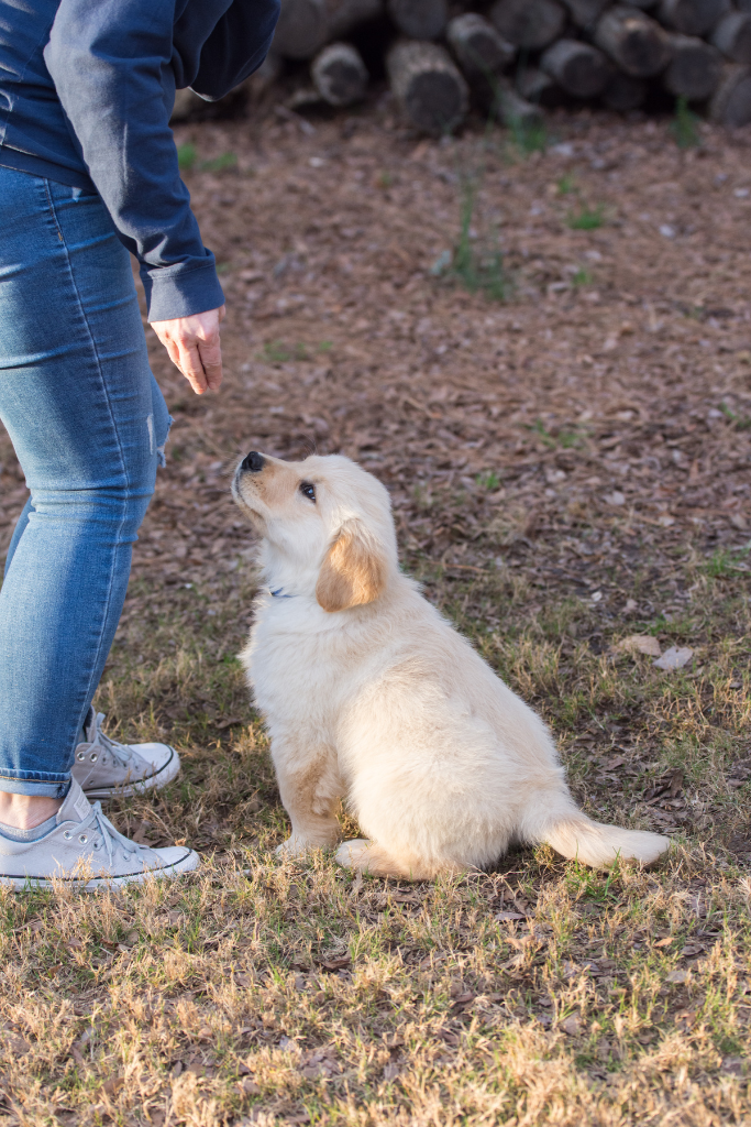 dog training classes